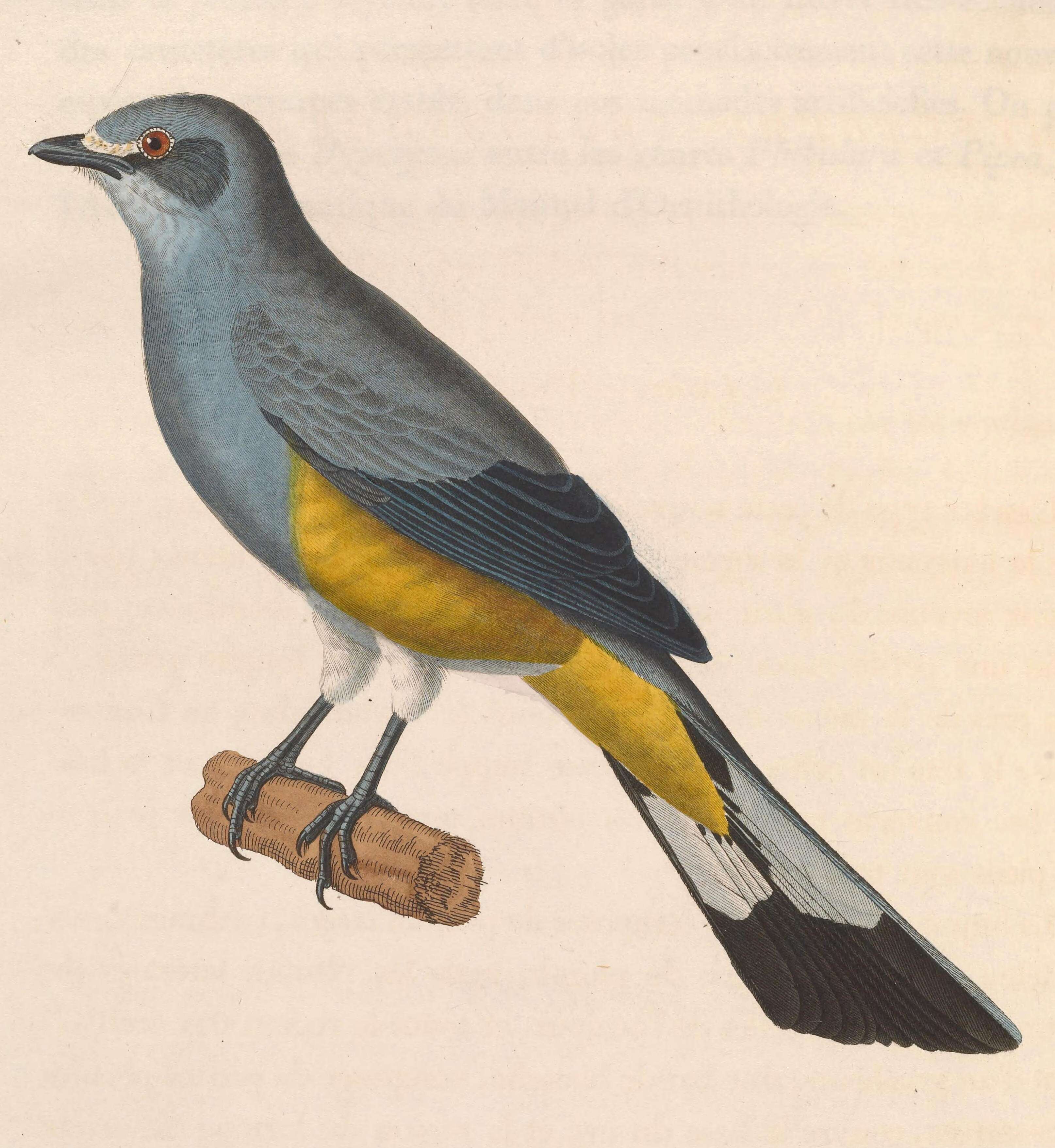Image of Ptiliogonys Swainson 1827
