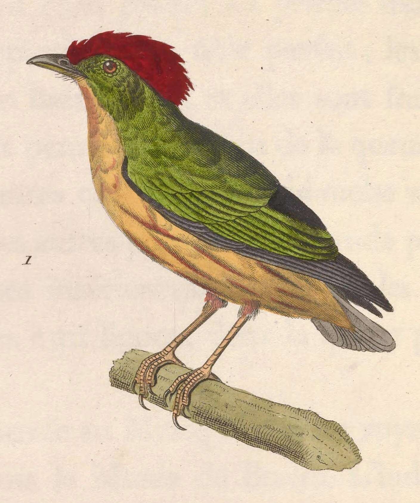 Image of Eastern Striped Manakin