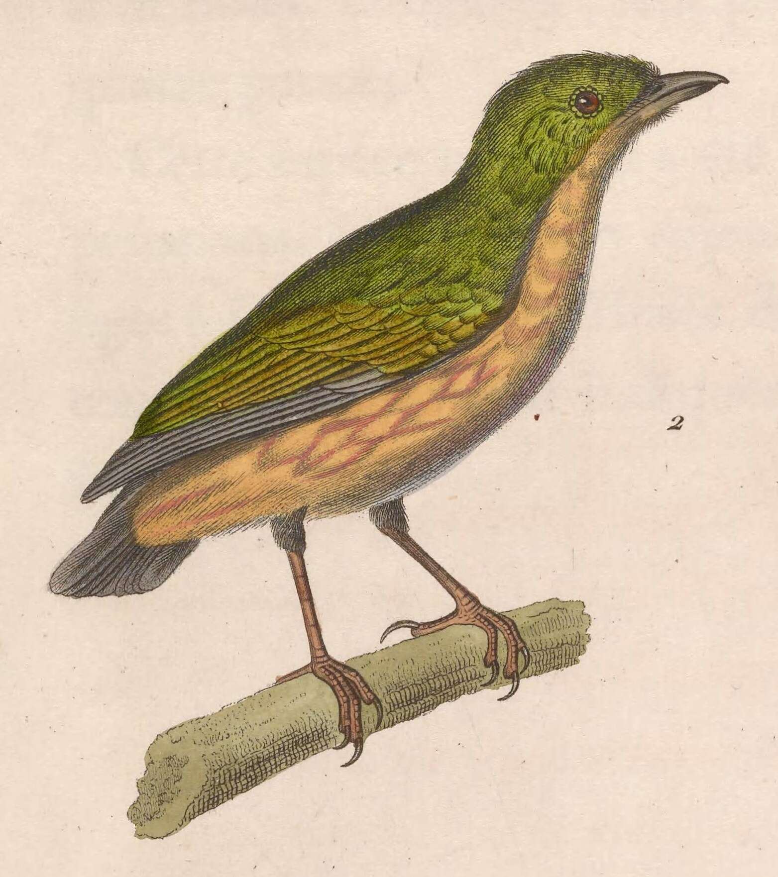 Image of Eastern Striped Manakin