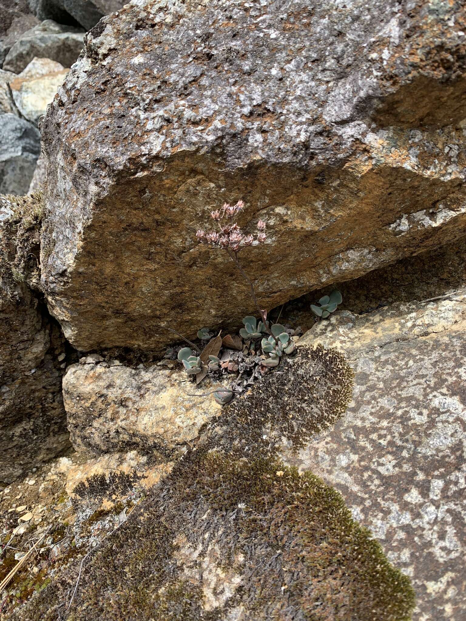 Image of roseflower stonecrop