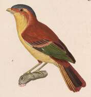 Image of Piprites Cabanis 1847