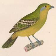 Image of Piprites Cabanis 1847