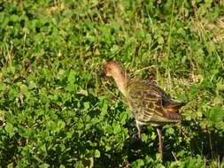 Image of Allen's Gallinule