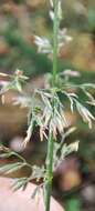 Image of Lapland Reedgrass