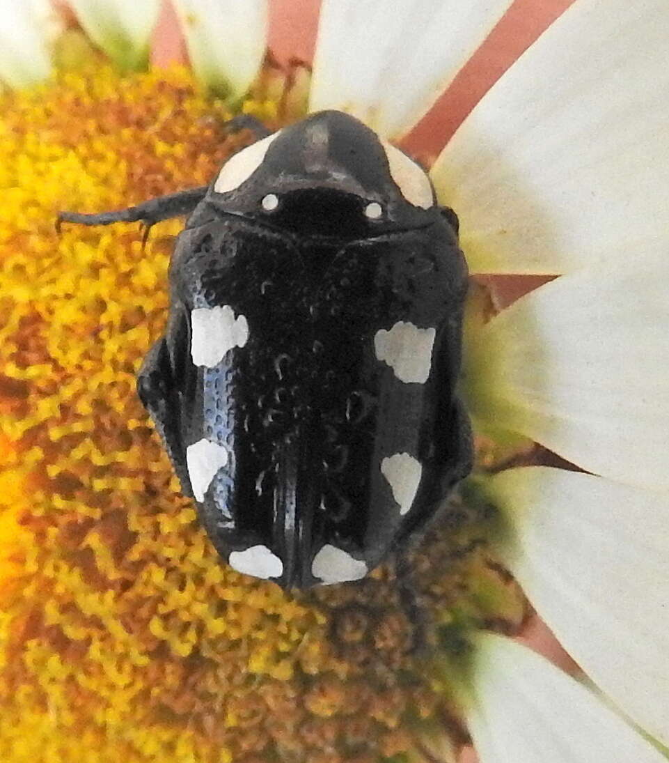 Image of Mausoleopsis