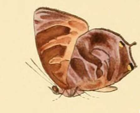 Image of Arhopala fulgida (Hewitson 1863)