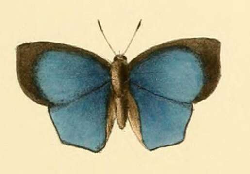 Image of Aslauga vininga (Hewitson 1875)