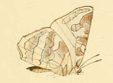 Слика од Euliphyra leucyania (Hewitson 1874)