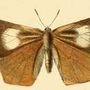 Image of Euliphyra leucyania (Hewitson 1874)