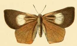 Слика од Euliphyra leucyania (Hewitson 1874)