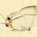 Image of Hypolycaena naara Hewitson 1873