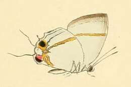 Image of Hypolycaena naara Hewitson 1873