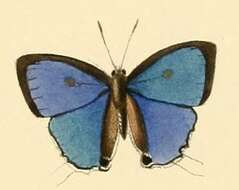 Image of Hypolycaena naara Hewitson 1873