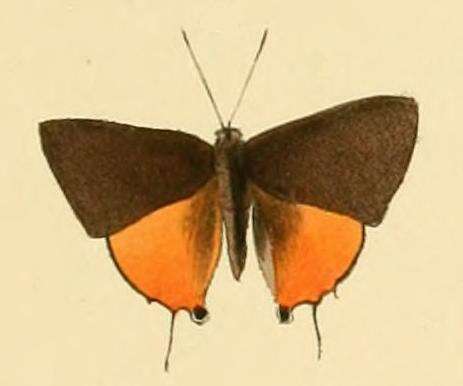 Image of Deudorix dariaves Hewitson 1877