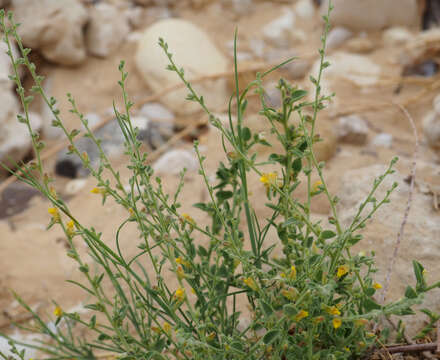 Image of Nanorrhinum acerbianum (Boiss.) Betsche