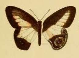 Image of Hypocysta aroa Bethune-Baker 1908