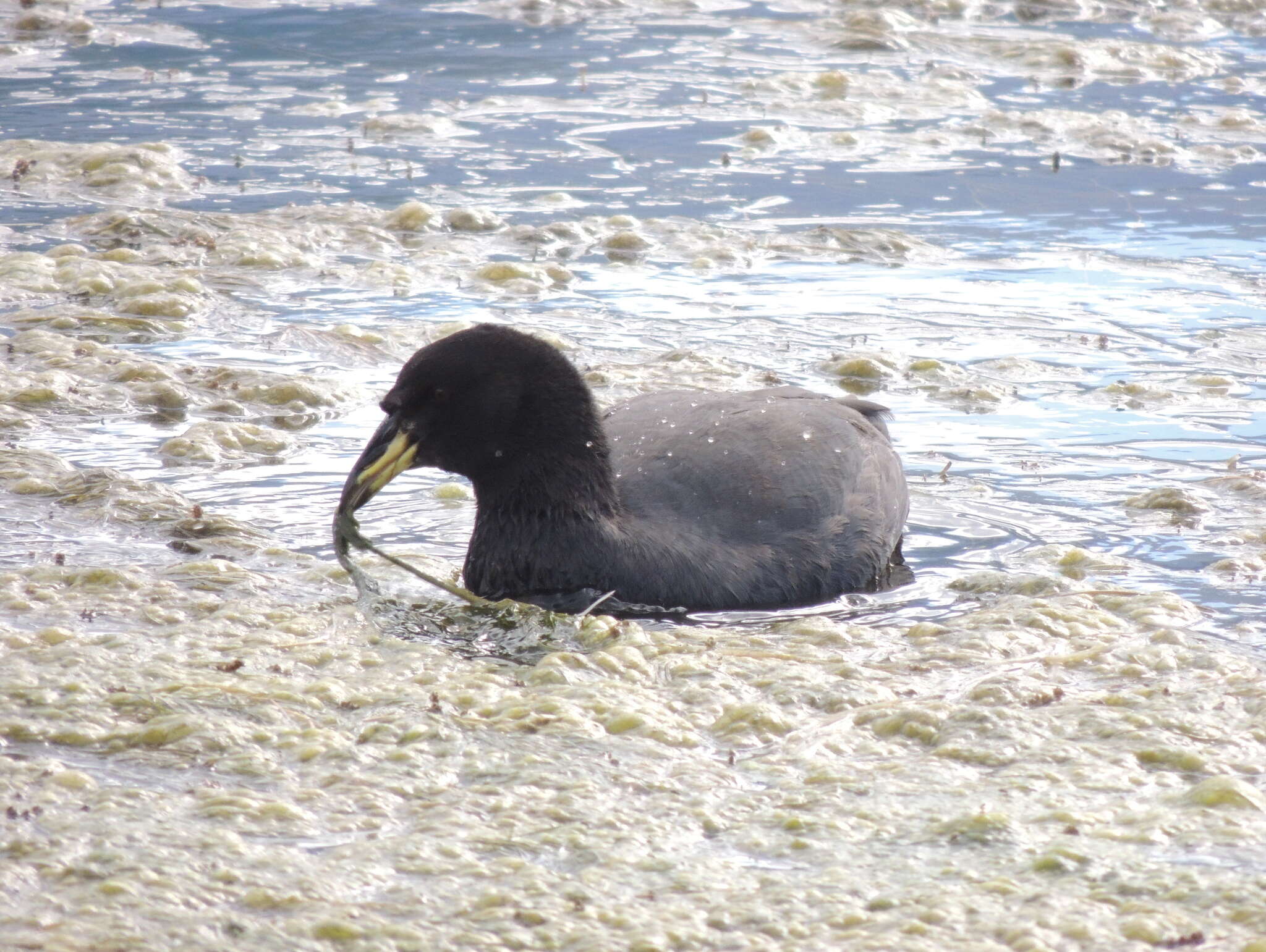 Image of Horned Coot