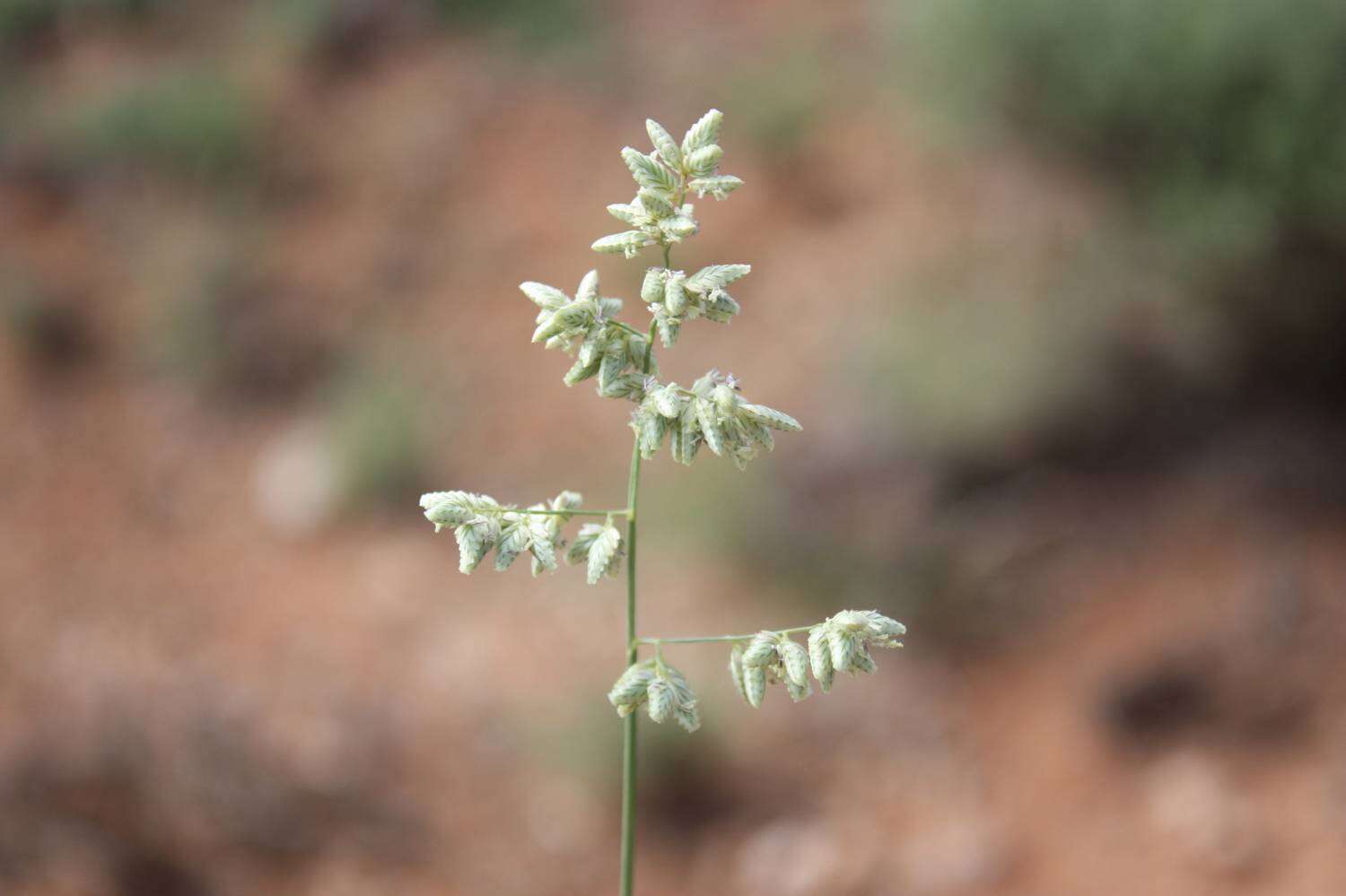 Image of Eragrostis bergiana (Kunth) Trin.