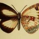 Image of Lachnocnema magna Aurivillius 1895