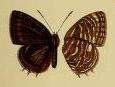 Image of Triclema obscura Druce 1910