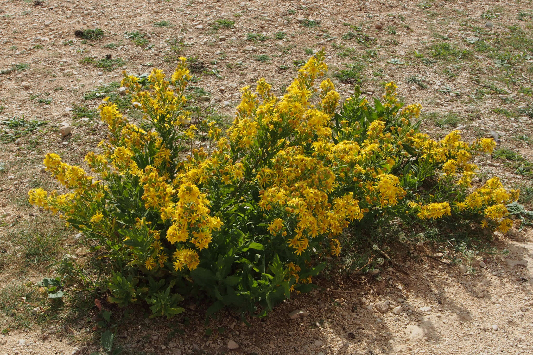 Image of Strong-smelling Inula