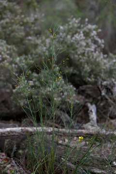 Imagem de Acacia extensa Lindl.