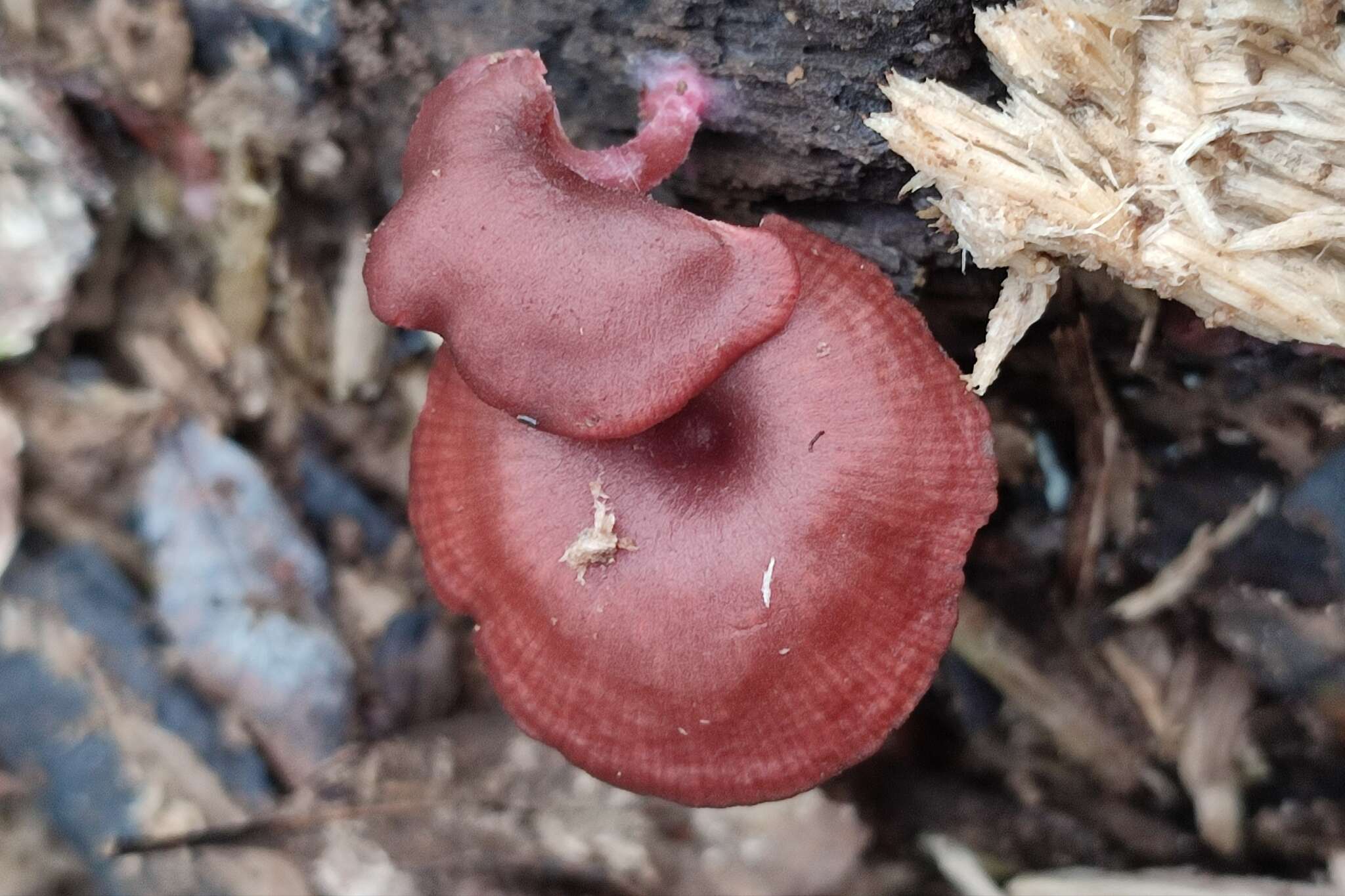 Image of Arrhenia discorosea (Pilát) Zvyagina, A. V. Alexandrova & Bulyonkova 2015