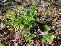 Image of clubmoss