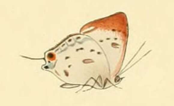 Image of Sinthusa malika (Horsfield 1829)