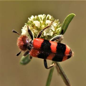 Image of Trichodes apivorus Germar 1824