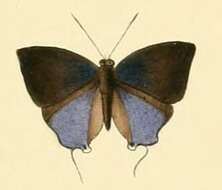 Image of Sinthusa malika (Horsfield 1829)