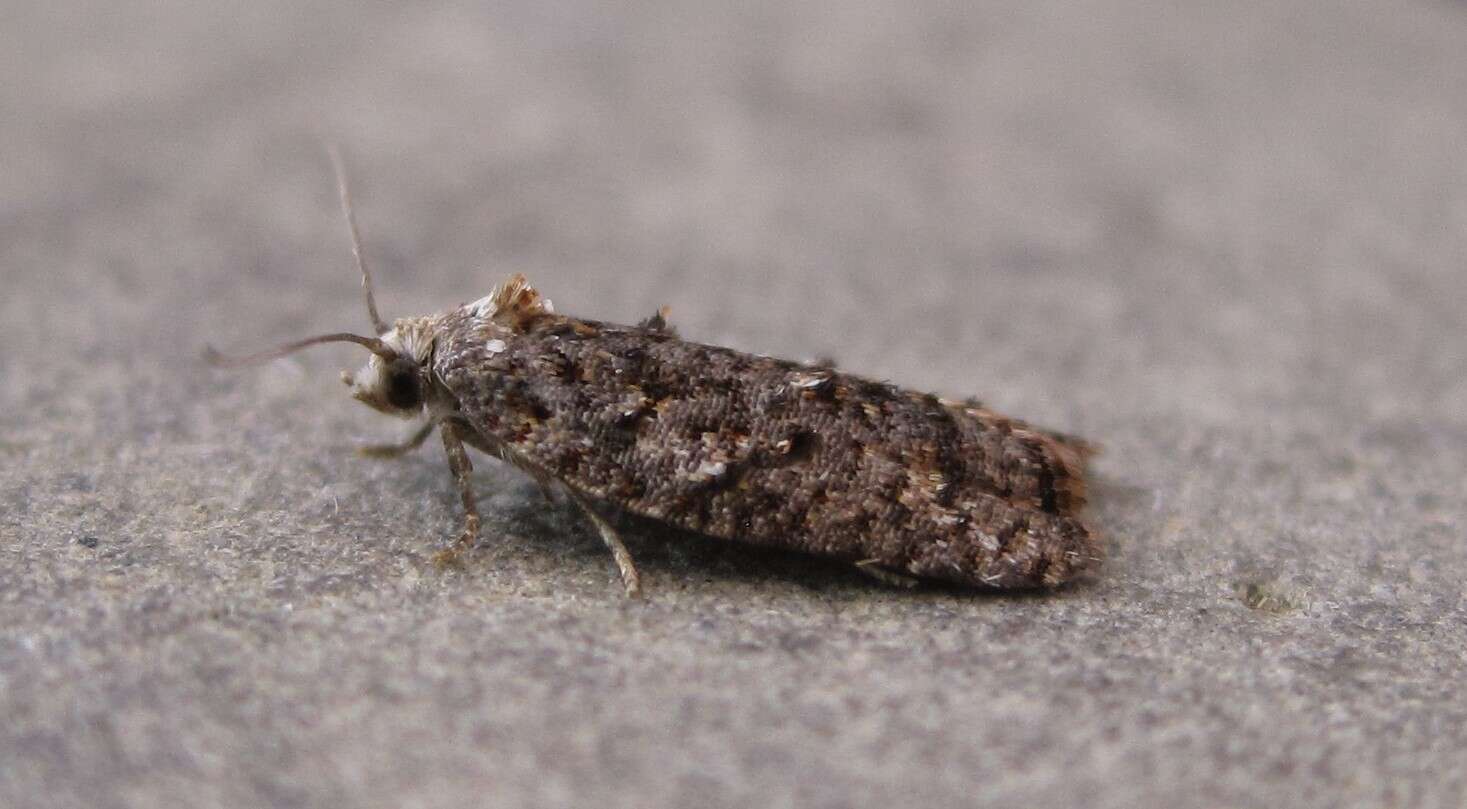 Image of Eastern Black-headed Budworm Moth