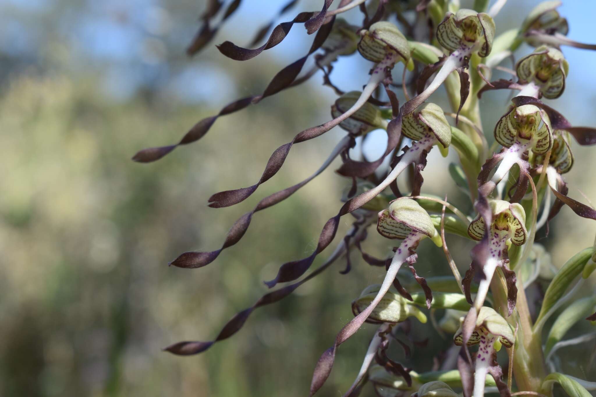 Image of Himantoglossum hircinum var. hircinum