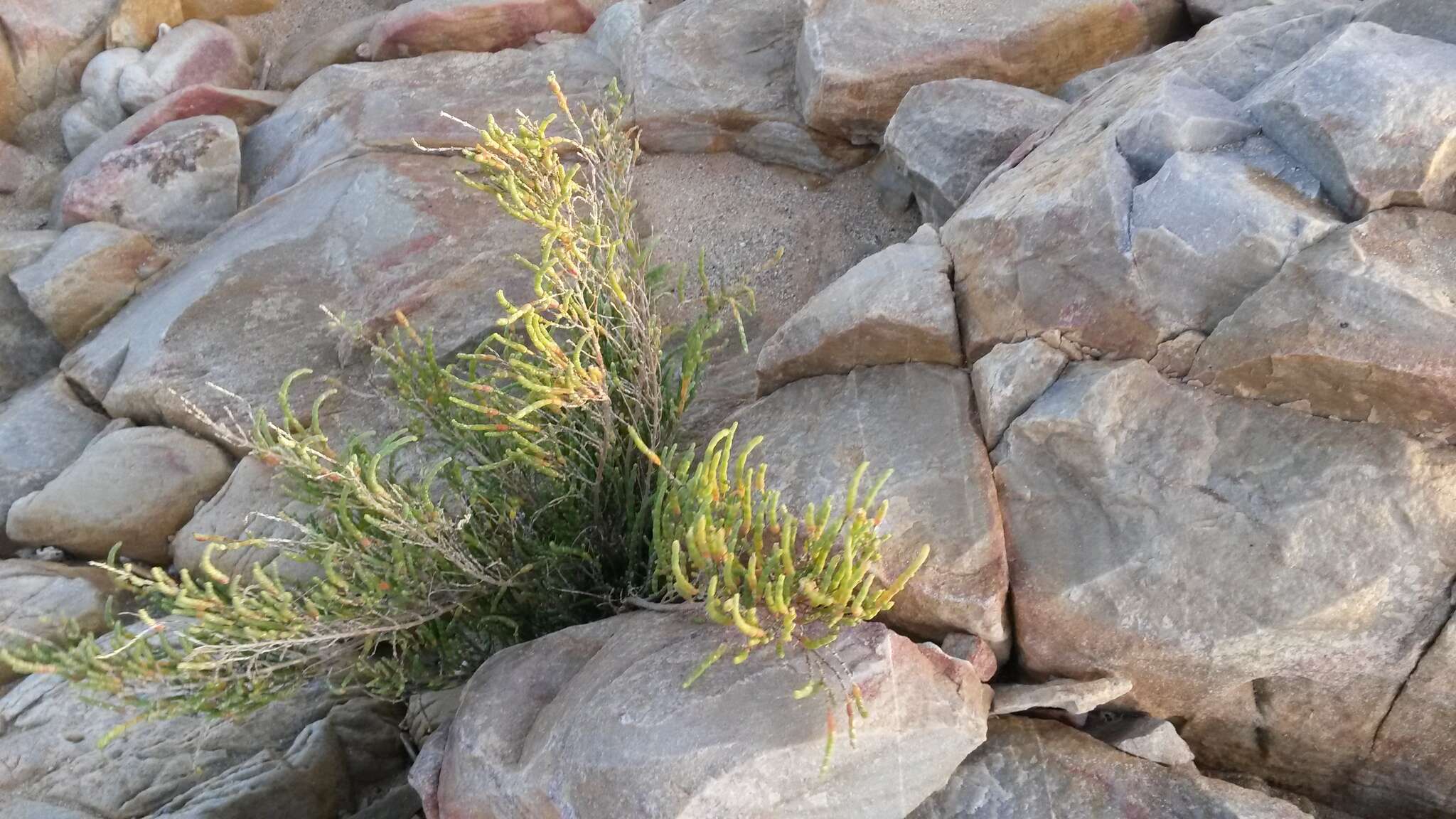 Image of Salicornia littorea (Moss) Piirainen & G. Kadereit
