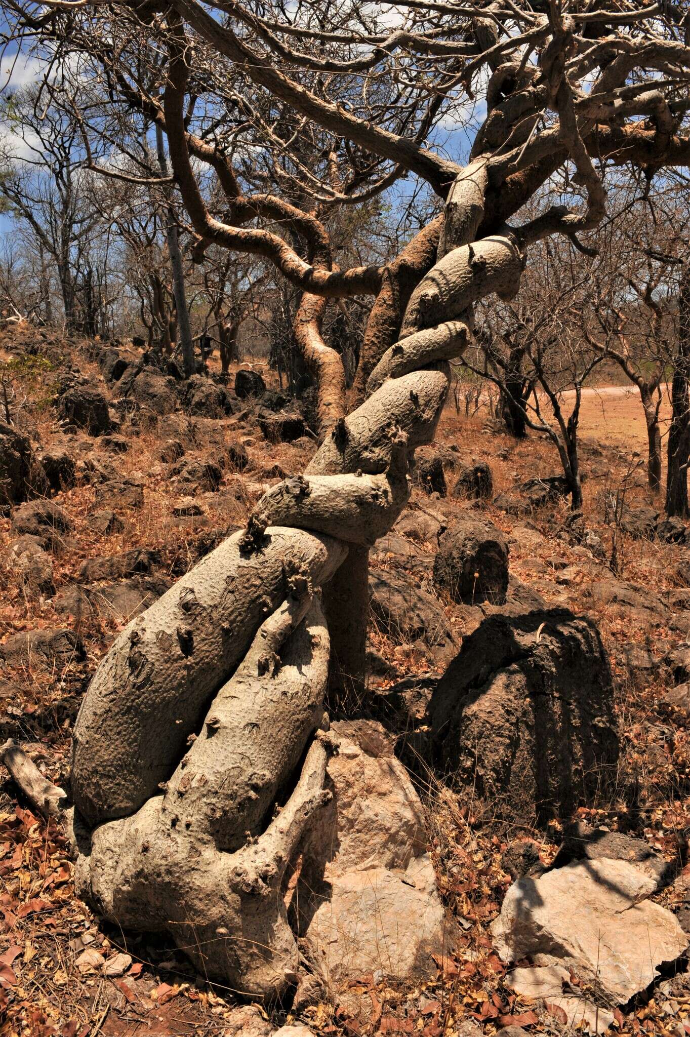 Image of Python vine