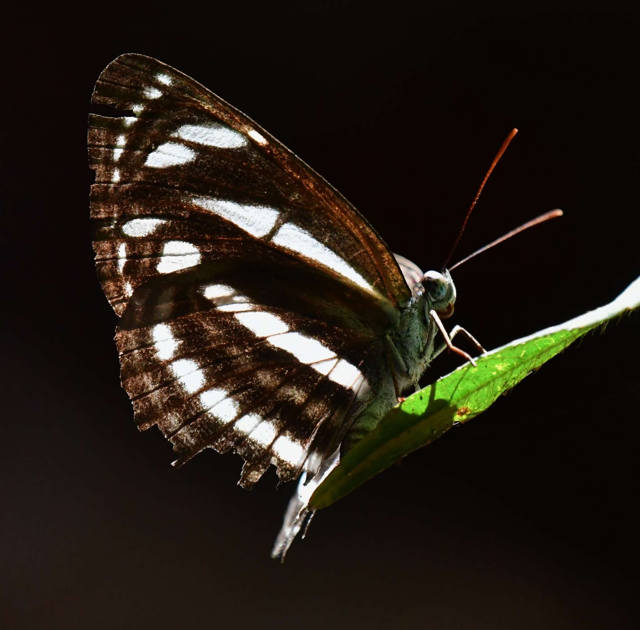 Image of Neptis leucoporus cresina