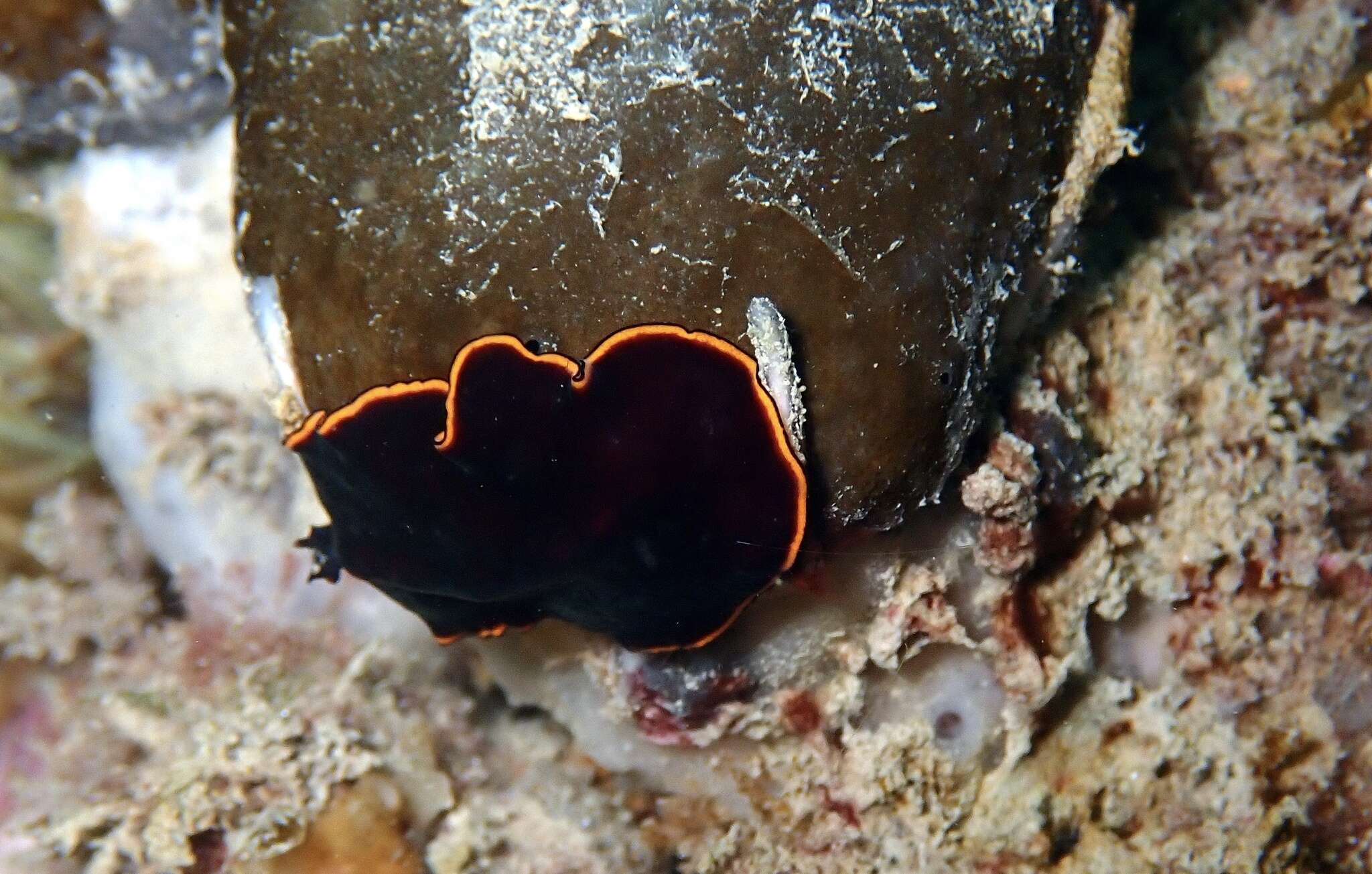 Image of red-rim flatworm