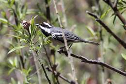 Image of Black-throated Grey Warbler