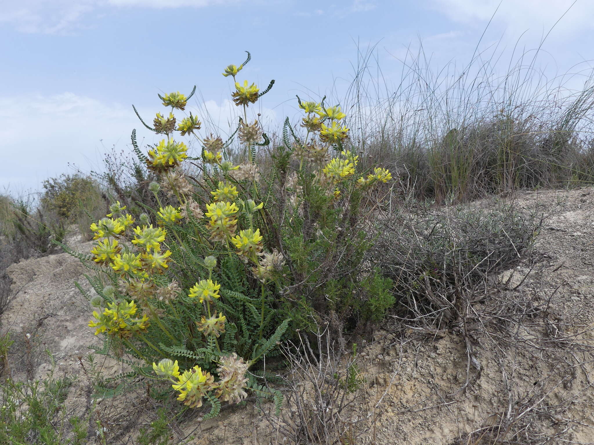 Image of Astragalus alopecuroides L.