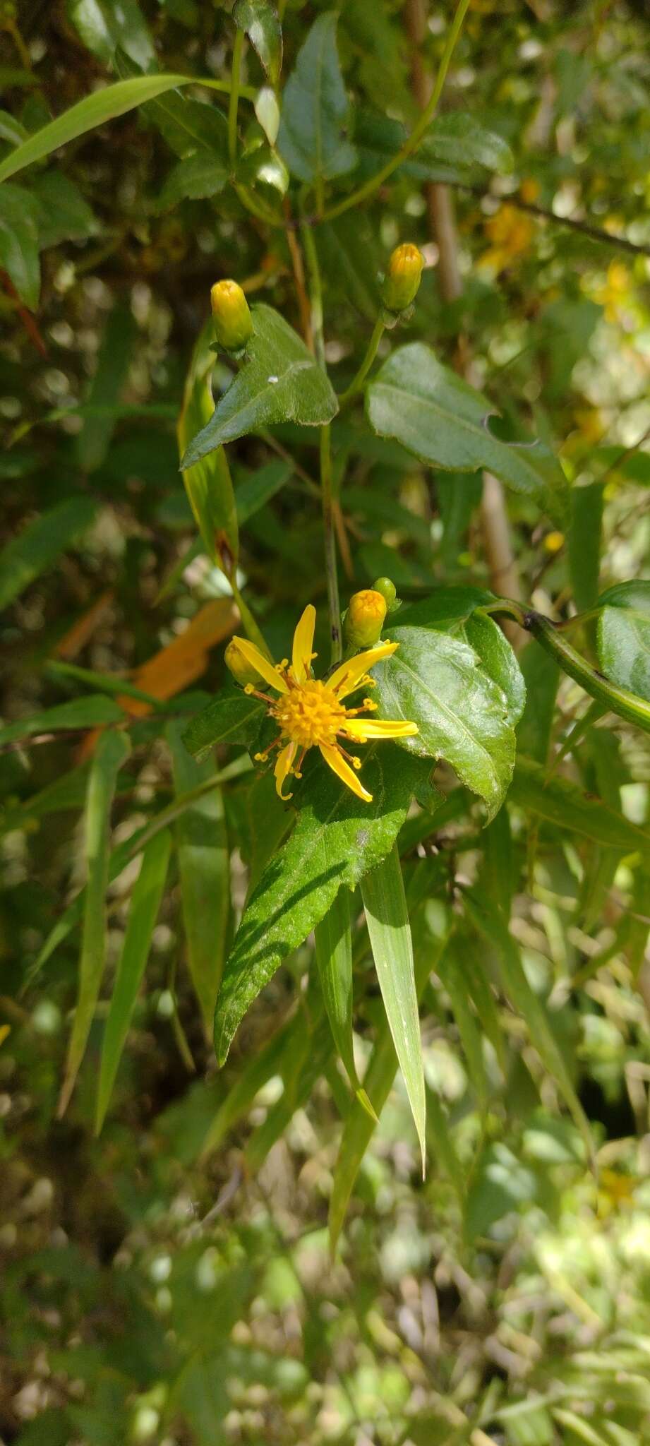 Image of Calea pinnatifida (R. Br.) Banks ex Steud.