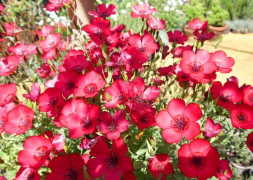 Image of flowering flax