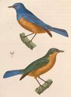 Image of Cyornis Blyth 1843