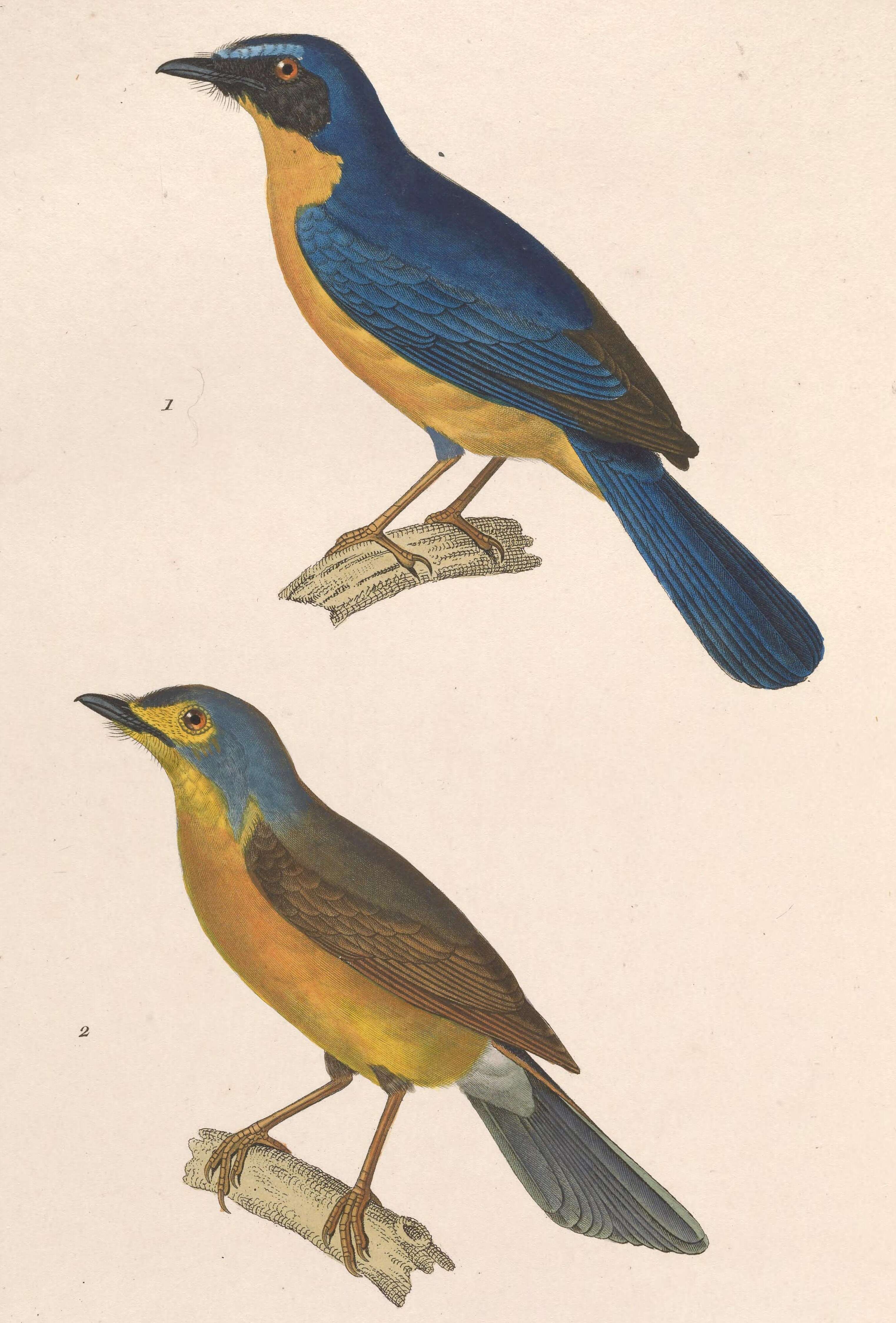 Image of Cyornis Blyth 1843