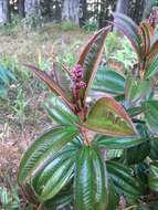 Image of Miconia ciliata (L. Rich.) DC.