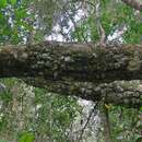 Image of Olea capensis subsp. macrocarpa (C. H. Wright) I. Verd.