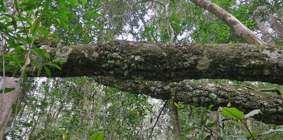 Image of Olea capensis subsp. macrocarpa (C. H. Wright) I. Verd.