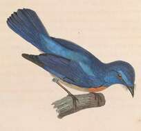 Image of Cyornis Blyth 1843