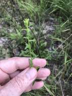 Image de Symphyotrichum grandiflorum (L.) G. L. Nesom