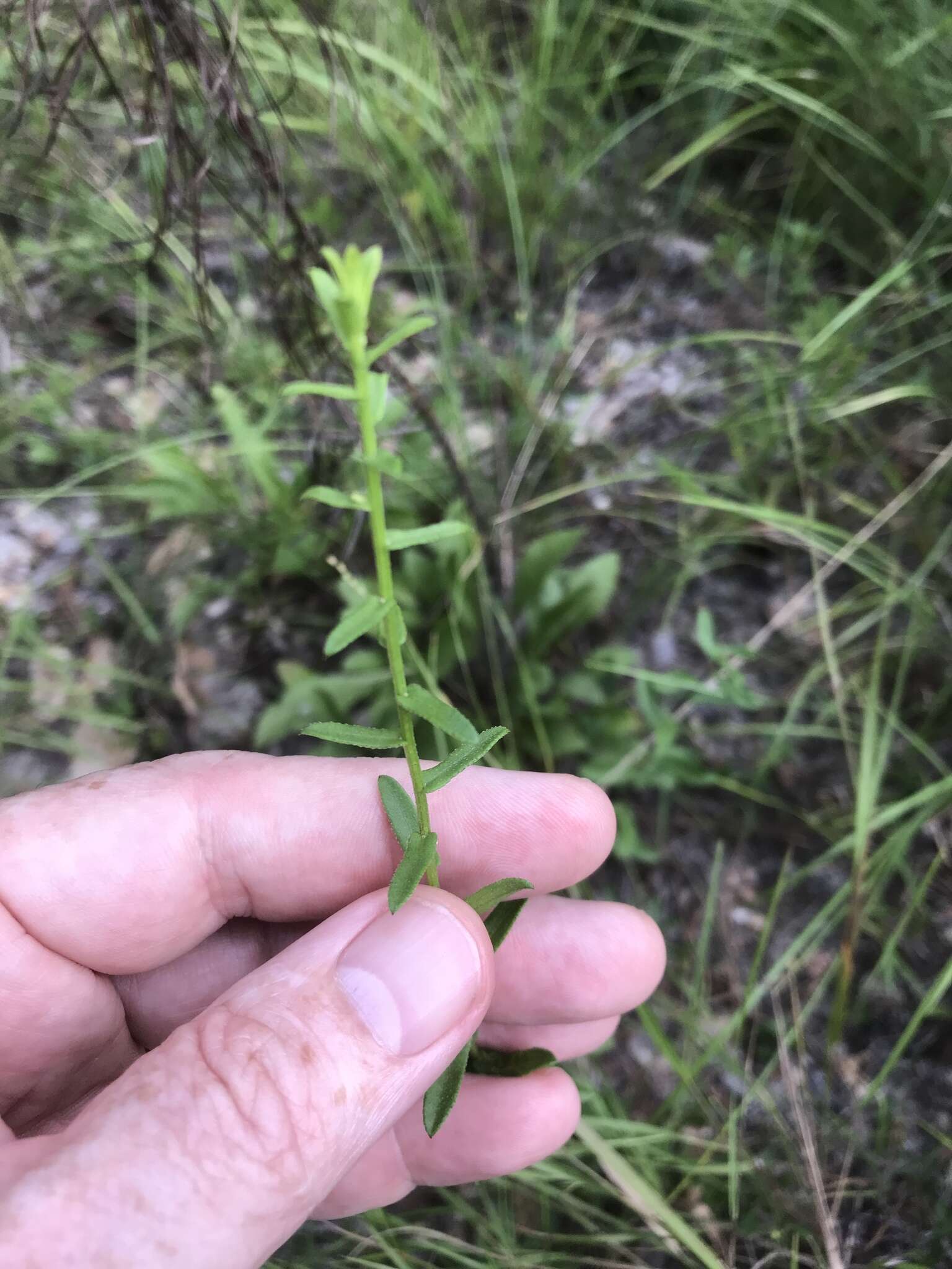 Image de Symphyotrichum grandiflorum (L.) G. L. Nesom