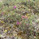 Plancia ëd Oxytropis scammaniana Hulten